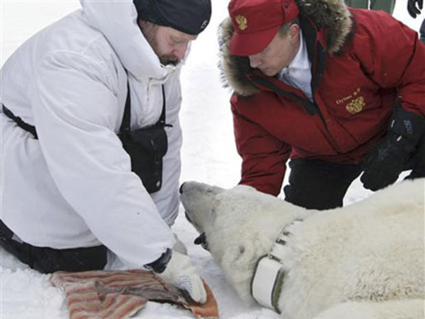 Russian Prime Minister Vladimir Putin, right, fixes a radio beacon on a neck of a polar bear,  April 29, 2010. 