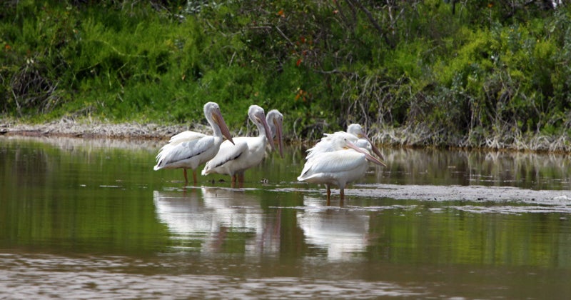 Florida state representative pushes bill critics say endangers Everglades