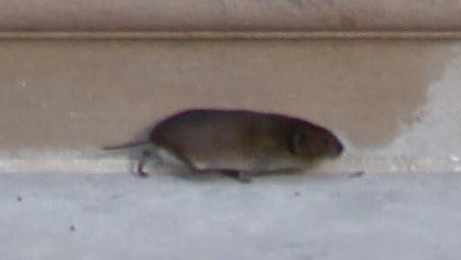rat3.jpg 