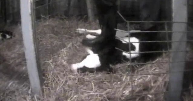 Conklin Dairy Farms Torture Chamber? Video Shows Cows Beaten, Stabbed, Stomped CBS News