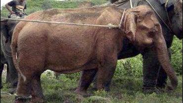 A rare white elephant has been captured in the jungles of northwestern Myanmar, a mostly Buddhist country where the animals are considered good omens 