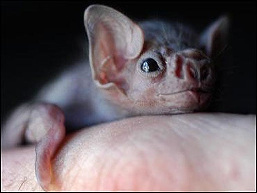 Vampire-Bat_1.jpg 