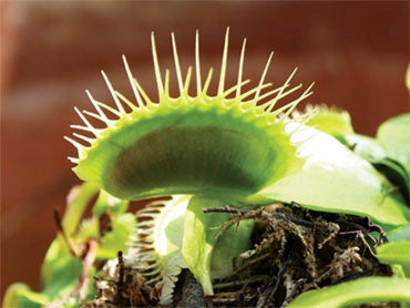 Venus-Fly-trap.jpg 