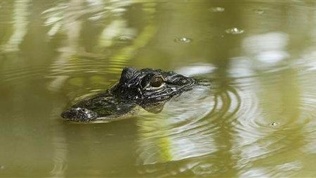 Alligator Travel Trip Everglades Tour 