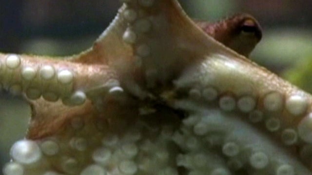 octopus_retires_713_copy.jpg 