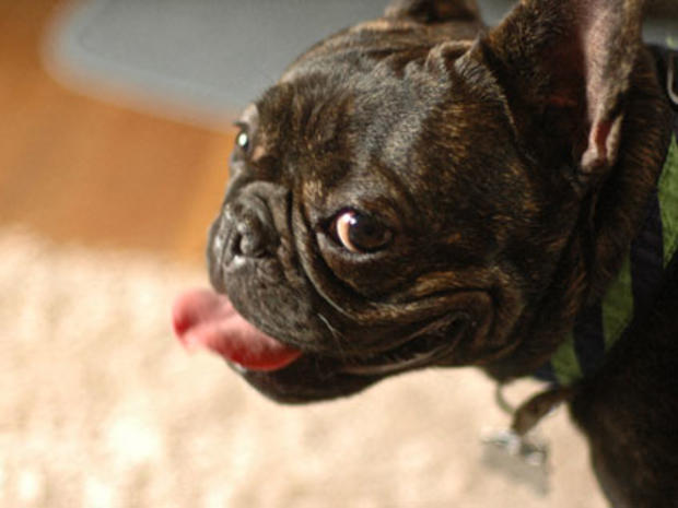 Dog Sitters Sued for $1M After French Bulldog Dies, Says Report 