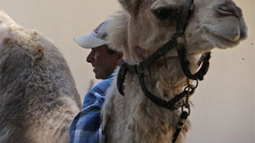camel 