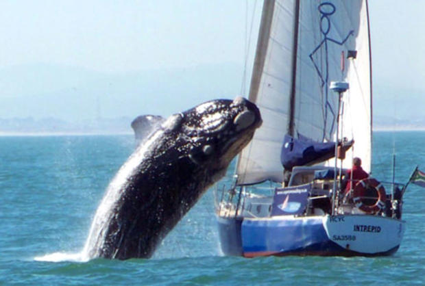 Whale-onto-boat.jpg 