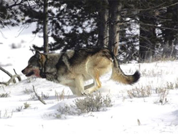 In this Feb. 16, 2006 photo provided by Yellowstone National Park, a gray wolf is seen on the run near Blacktail Pond in Yellowstone National Park in Park County, Wyo. Tens of thousands of gray wolves would be returned to the woods of New England, the mou 