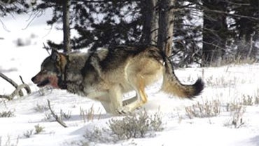 In this Feb. 16, 2006 photo provided by Yellowstone National Park, a gray wolf is seen on the run near Blacktail Pond in Yellowstone National Park in Park County, Wyo. Tens of thousands of gray wolves would be returned to the woods of New England, the mou 