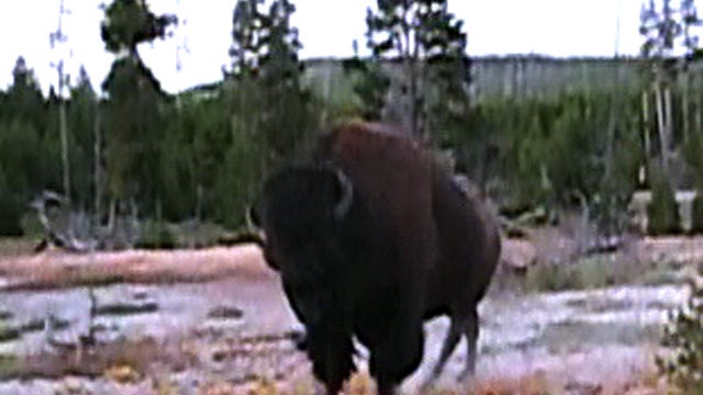 es_bisonVID_723.jpg 