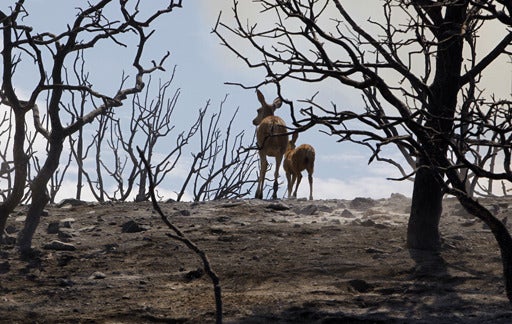 Исчезновение животных. Коалы после пожара в австралии. Озеро натрон в танзании. Останки животных в лесу. Мертвое животное среди деревьев.