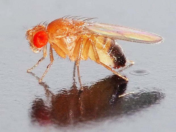 fruit fly 