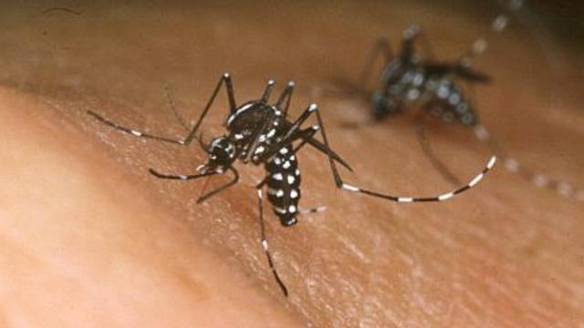 asian-tiger-mosquito.jpg 