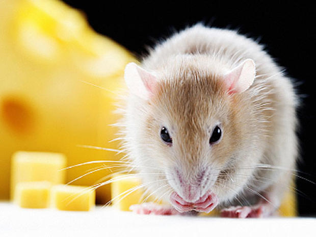 mouse, cheese, food, gross, fda, generic, stock 