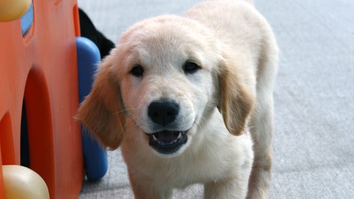 Puppies Bred to Help the Disabled 