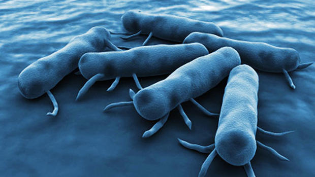 9 Signs of Salmonella Poisoning 