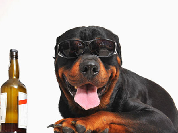 dog, booze, bear, alcohol, party, dogs, generic, stock 