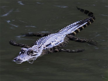 A 3 1/2-4 foot American Alligator swims along the North branch of the Chicago River, Monday, Aug. 23, 2010, in Chicago. 