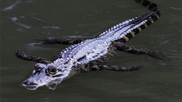 A 3 1/2-4 foot American Alligator swims along the North branch of the Chicago River, Monday, Aug. 23, 2010, in Chicago.  