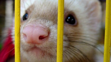 ferret.jpg 