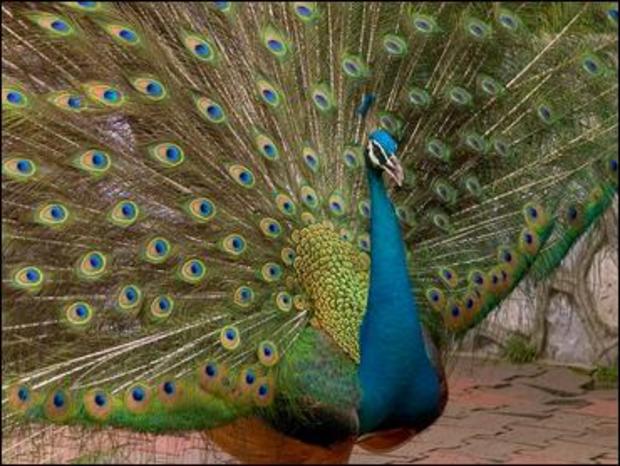 peacock1.jpg 