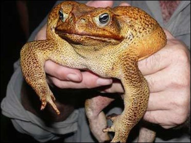 do-not-lick-a-toad.jpg 