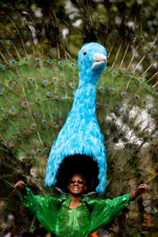 peacock_head.jpg 