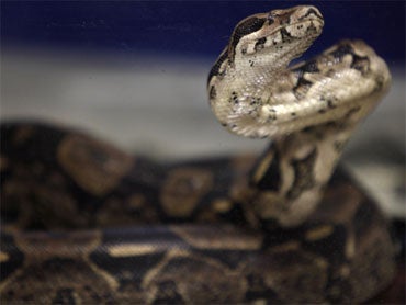 Calif. Teen Uses Snake as Weapon During Walgreen's Robbery 
