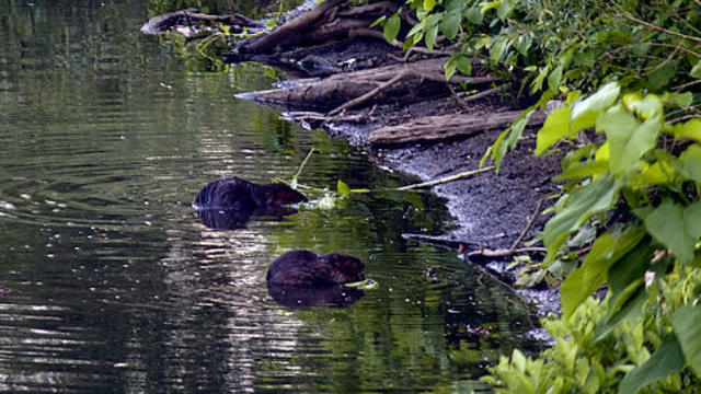 bronx-river-beavers.jpg 