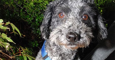 Minn. Woman Charged with Cruelty in Puppy Mailing - CBS News