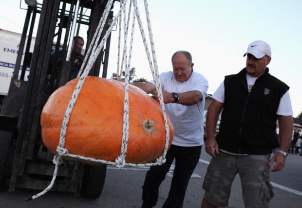 Mighty Gourds On View At Annual World Championship Pumpkin Weigh-Off 