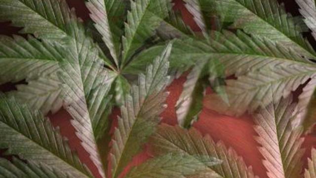 marijuana-leaves.jpg 