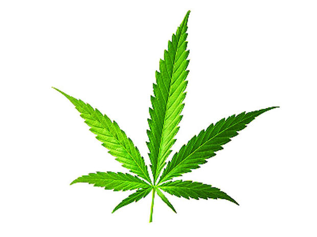 Marijuana-leaf.jpg 