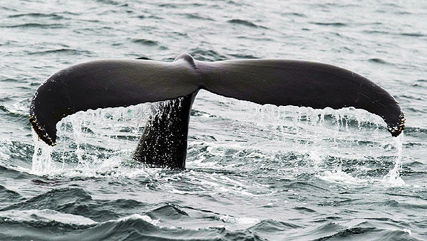 humpback, whale 
