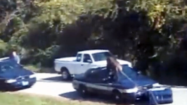 Chimpanzee vs. Police Car? 300-Pound Chimp Attacks Police Car 