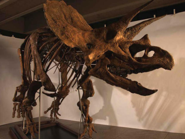 Museum of Science, dinosaur bones 