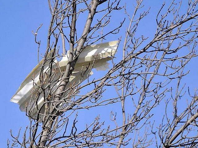 002-debris-in-tree.jpg 