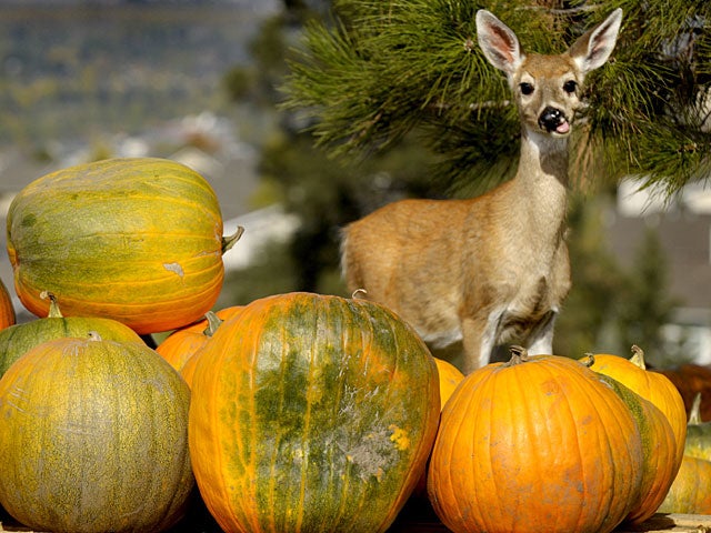 003-deer.jpg 