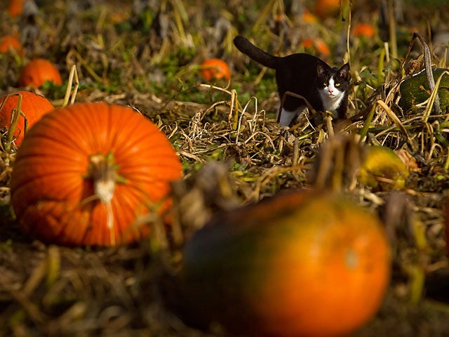 006-cat.jpg 