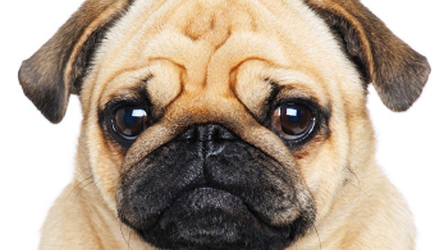pug dog face 