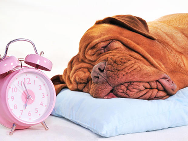 dog sleeping alarm clock 