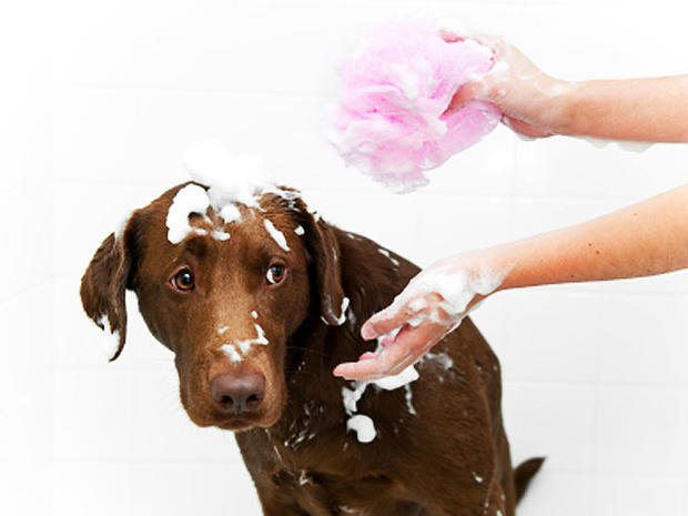 dog-bath.jpg 