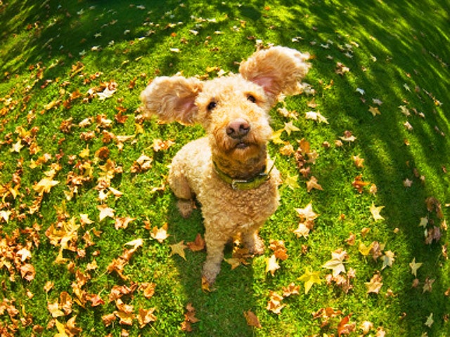 Is Your Dog Crazy? 15 Nutty Behaviors Explained