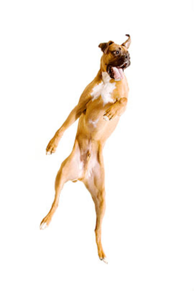 leaping-dog.jpg 
