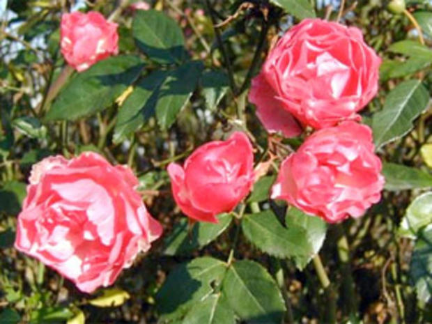 Sacramento Historic Rose Garden 