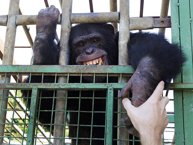 omega, smoking, chimpanzee, 4x3 