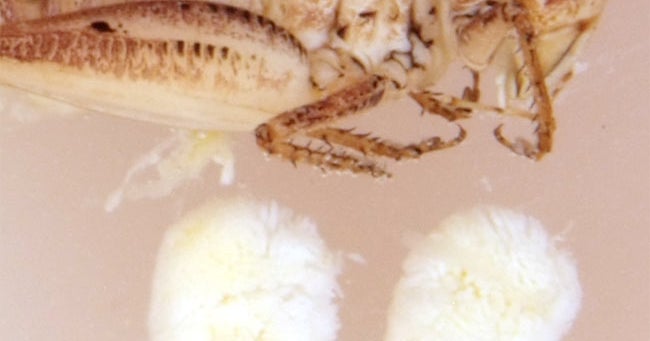 Cricket Sets Testicle Size Record CBS News