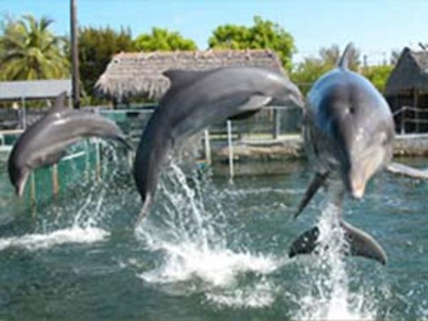 Dolphins Plus 