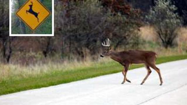deer-on-road.jpg 